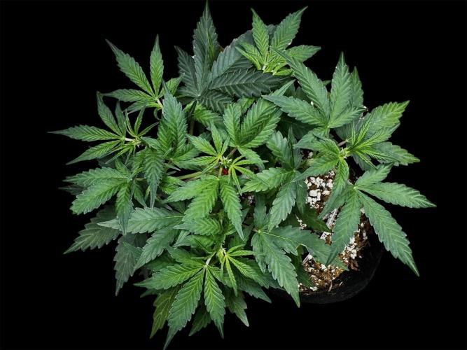 Delicious Cookies Auto. Week 5