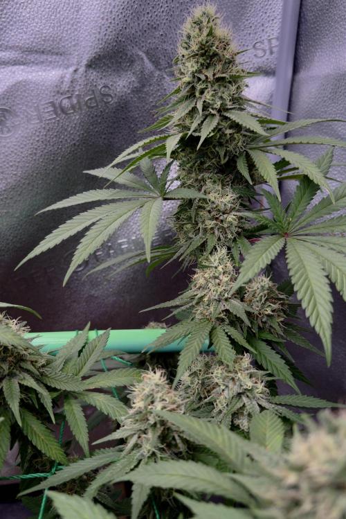 Pure skunk Go Fast. Week 14