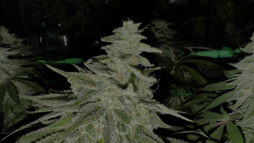 MacNcheese. Week 16