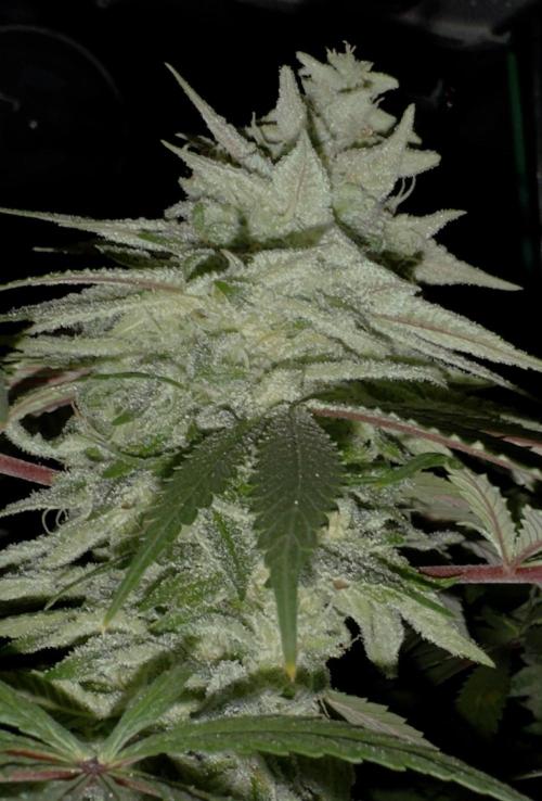 MacNcheese. Week 16
