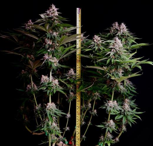 Sour Diesel. Week 16