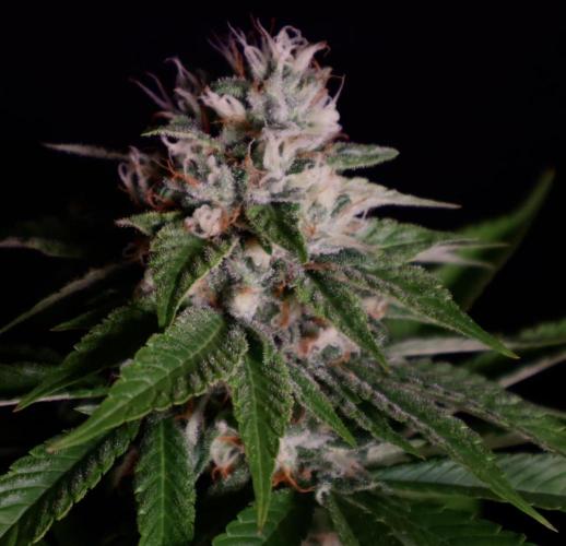 Sour Diesel. Week 16