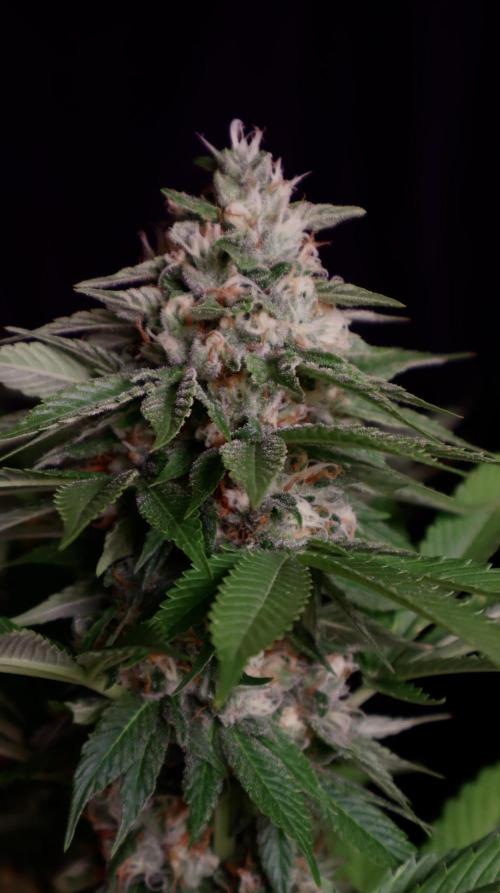 Sour Diesel. Week 16