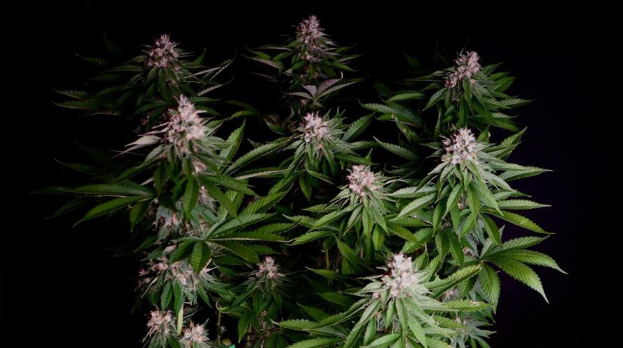 Sour Diesel. Week 16