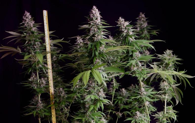 Sour Diesel . Week 16