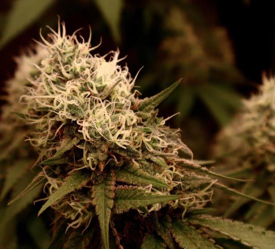 Pure skunk Go Fast. Week 14