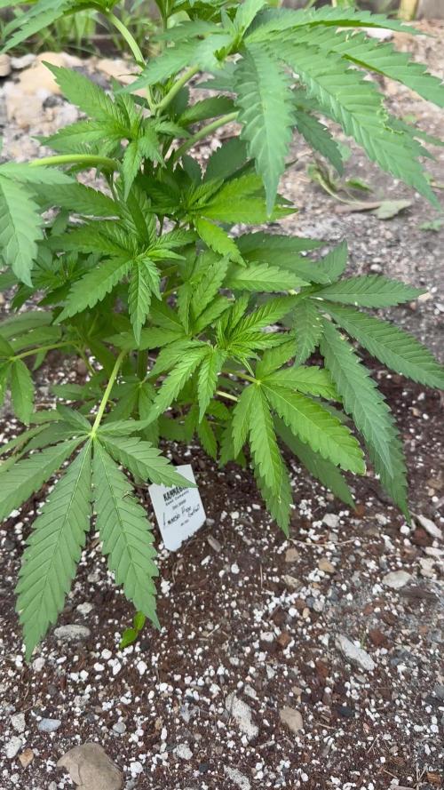 Amnesia Haze GoFast