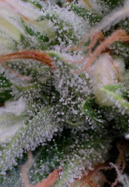 Sour Diesel. Week 16