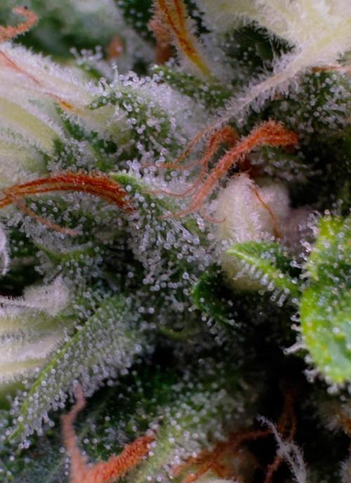 Sour Diesel . Week 16