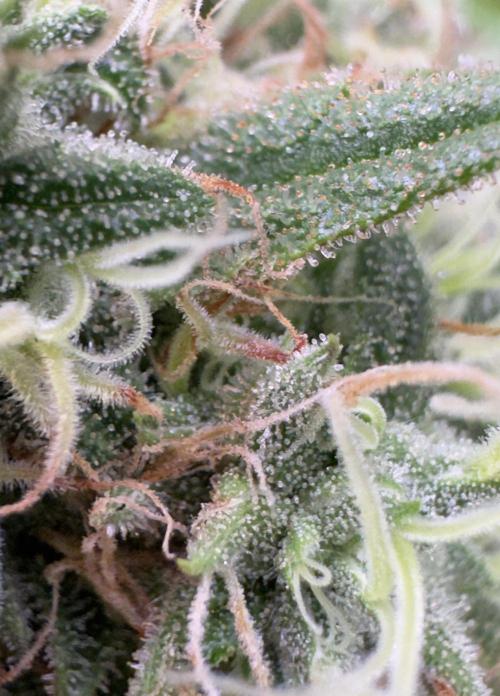 Pure skunk Go Fast. Week 14