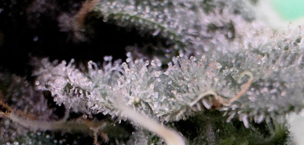 MacNcheese. Week 16