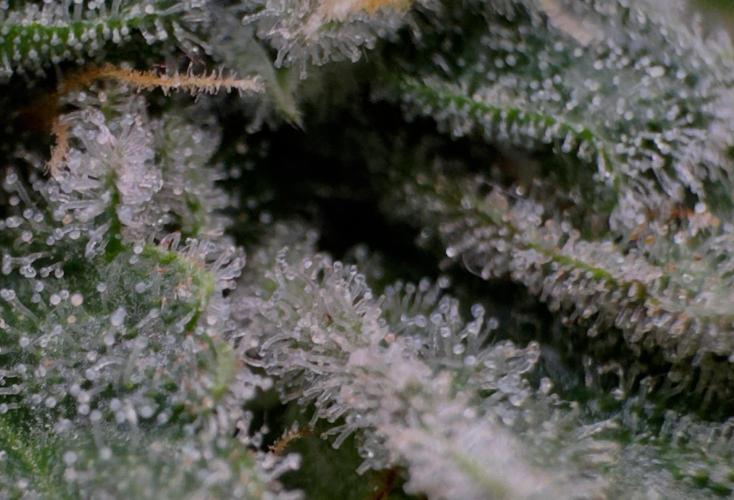 MacNcheese. Week 16