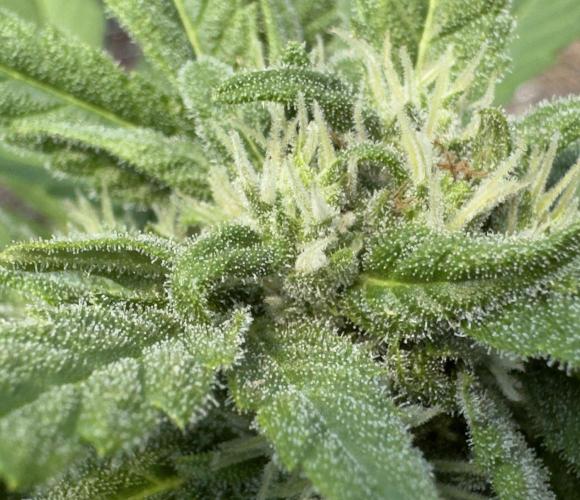 Black Dog#1. Week 6