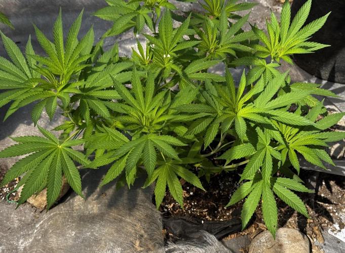 Golosa. Week 8