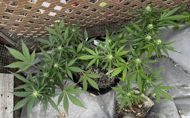 Lemon haze Auto. Week 7