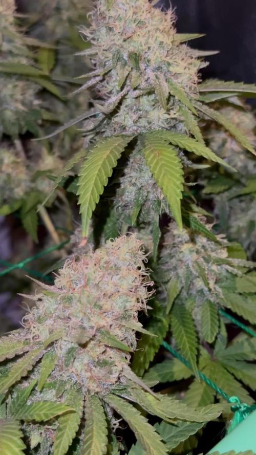 Pure skunk Go Fast