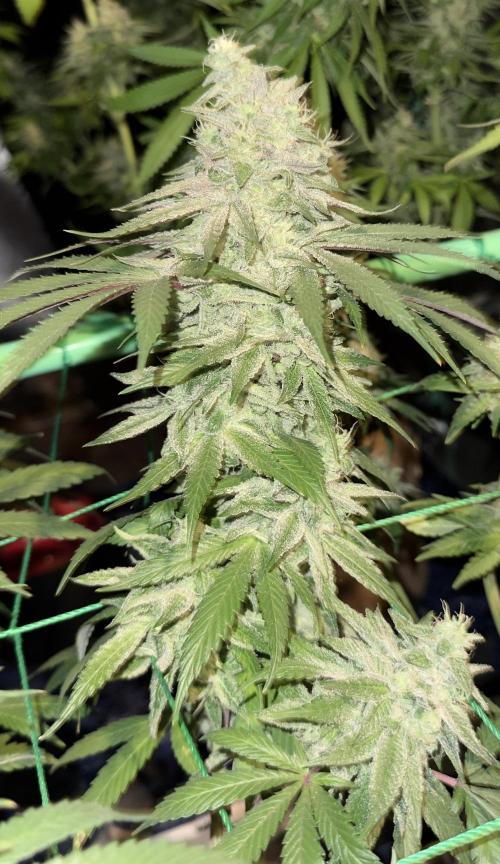 MacNcheese. Week 16