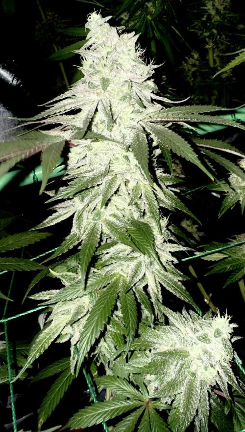 MacNcheese. Week 16