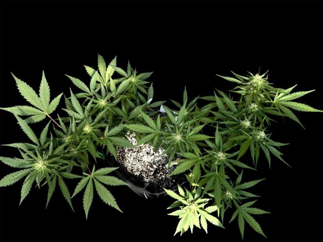 Lemon haze Auto. Week 8