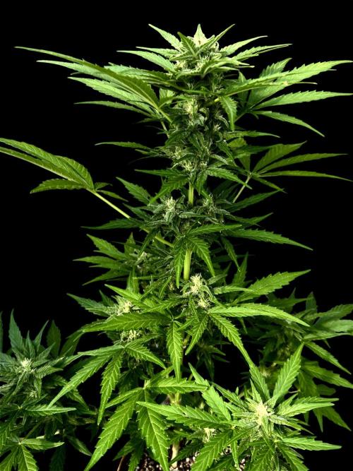 Black Dog#1. Week 7