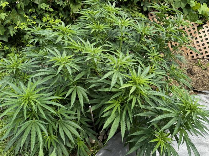 Candy Cream Go Fast. Week 14