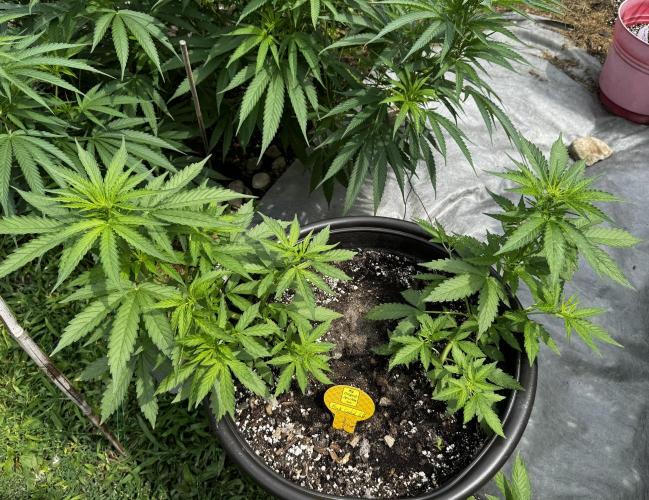 Black Orchid Auto. Week 5