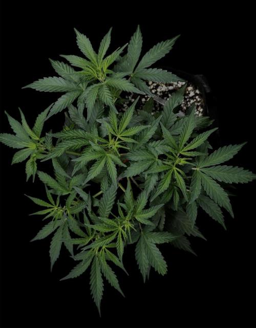 Delicious Cookies Auto. Week 5