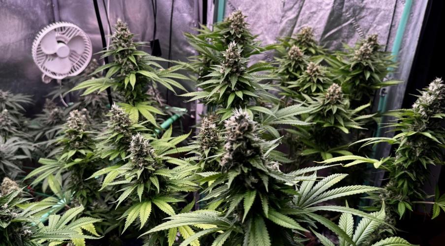 Sour Diesel . Week 16