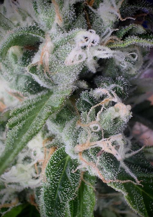 Sour Diesel. Week 16