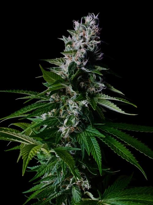 Sour Diesel. Week 16