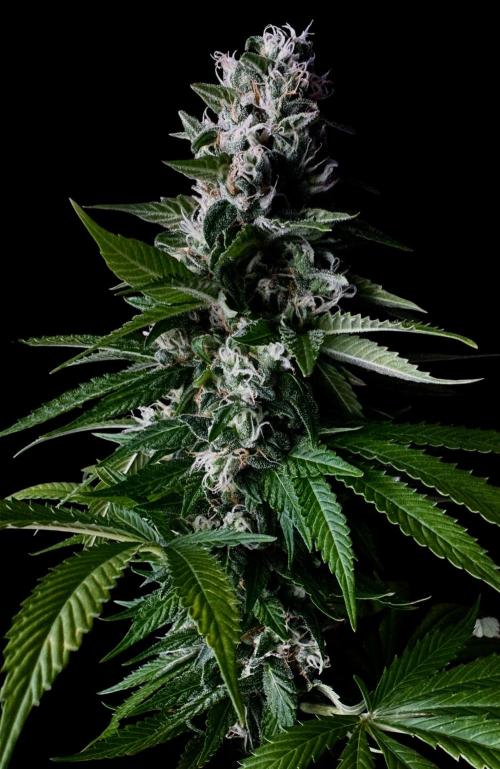 Sour Diesel . Week 16
