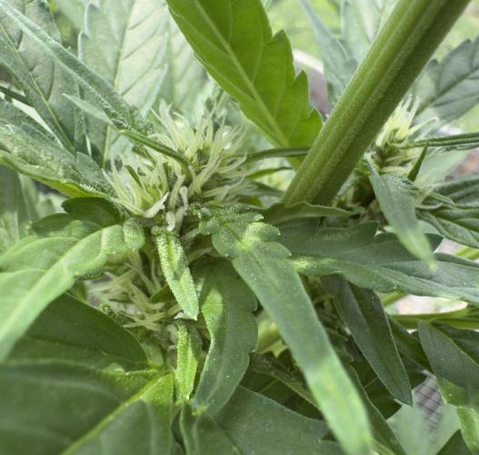 Melon Mosh Auto. Week 6