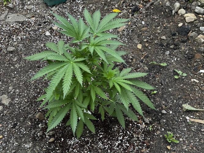Amnesia Haze GoFast. Week 8