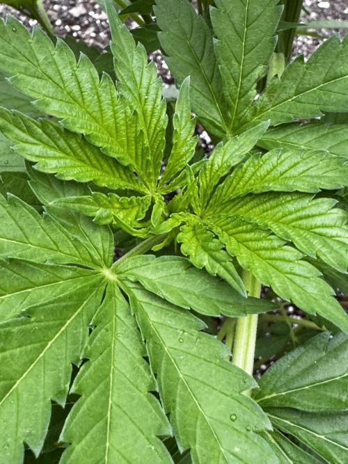 Amnesia Haze Go Fast. Week 8