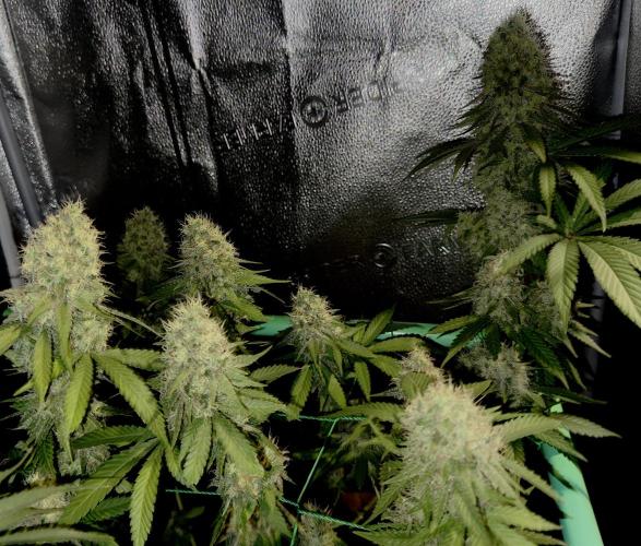 Pure Skunk Go Fast. Week 14