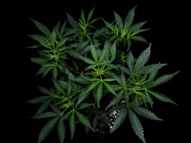 Delicious Cookies Auto. Week 5