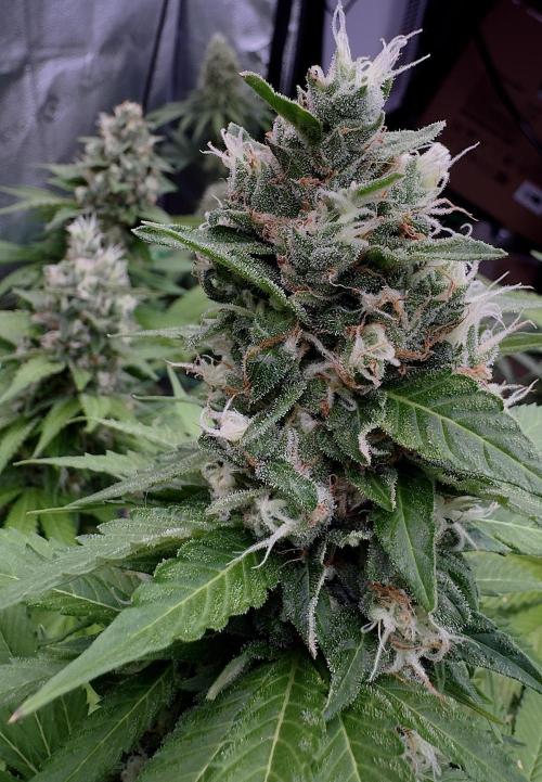 Sour Diesel. Week 16