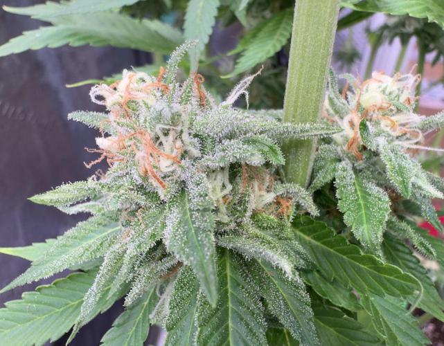 Sour Diesel . Week 16