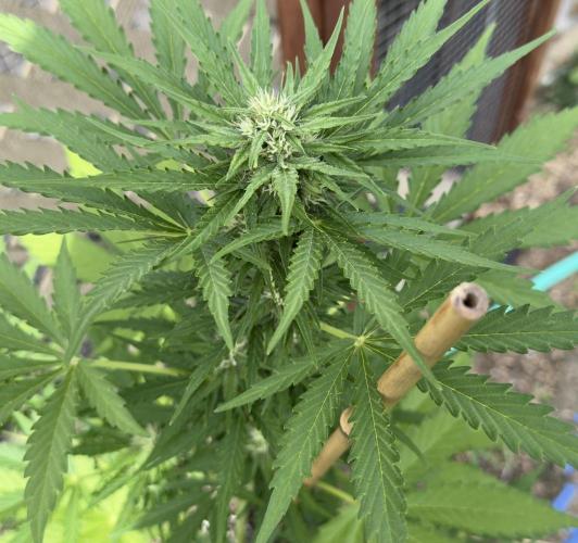 Black Dog Auto. Week 8