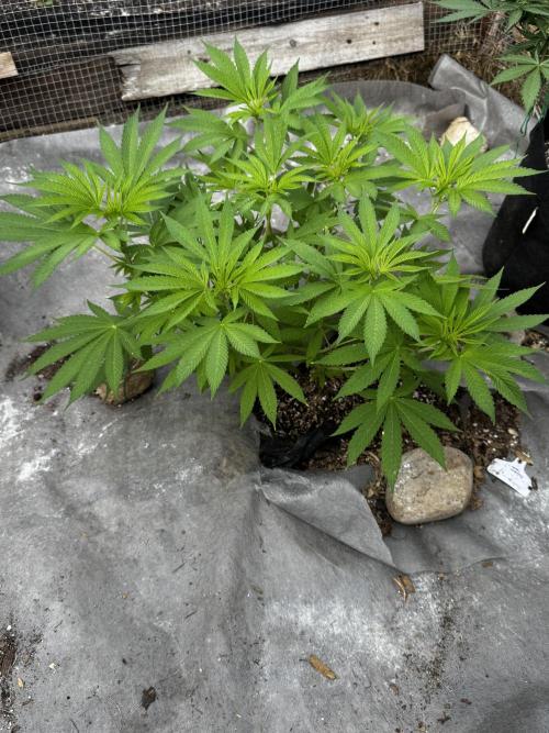 Golosa. Week 9