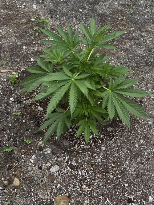 Amnesia Haze Go Fast. Week 8