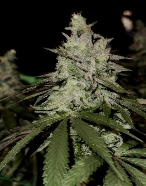 MacNcheese. Week 16