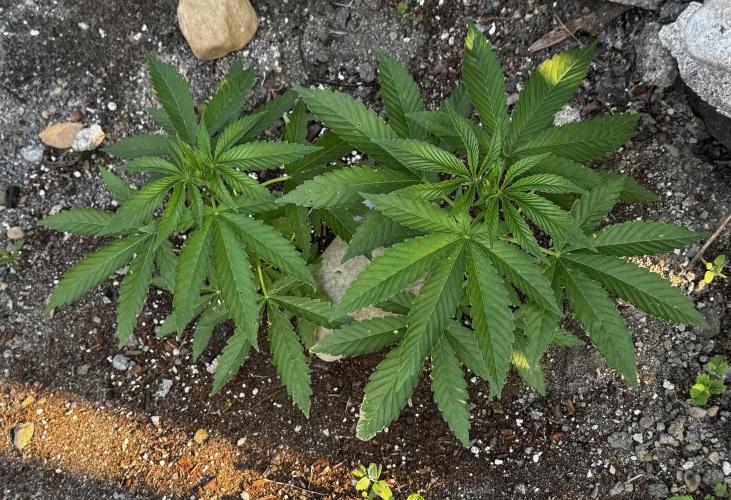 Twins Delicious Cookies. Week 6