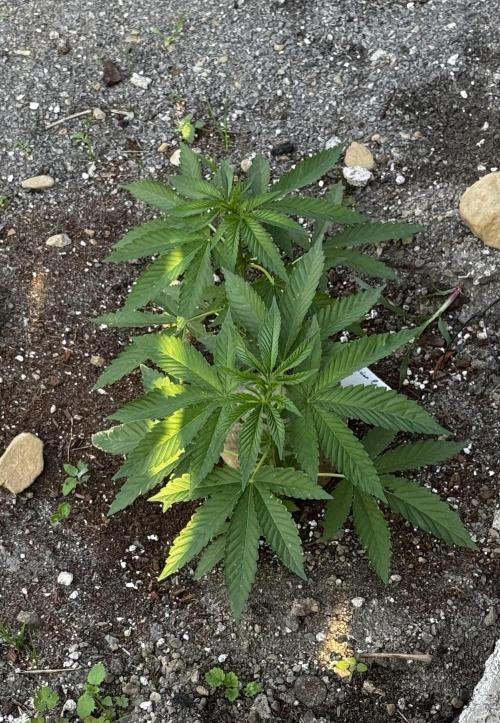 Grow Tent 4.5x2x6.5 70x140x200. Week 6