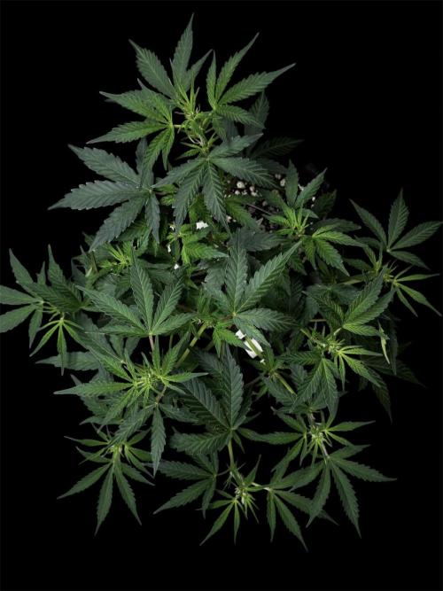 Delicious Cookies Auto. Week 5