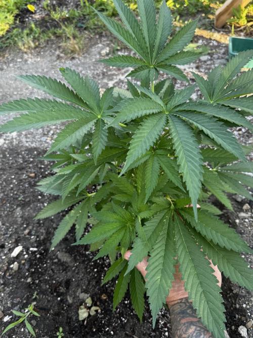 Amnesia Haze GoFast. Week 8