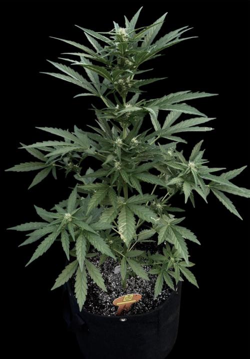 Melon Mush. Week 6
