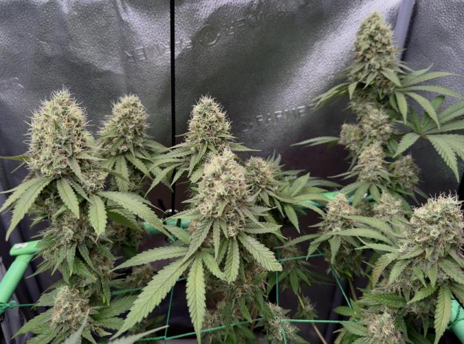 Pure skunk Go Fast. Week 15