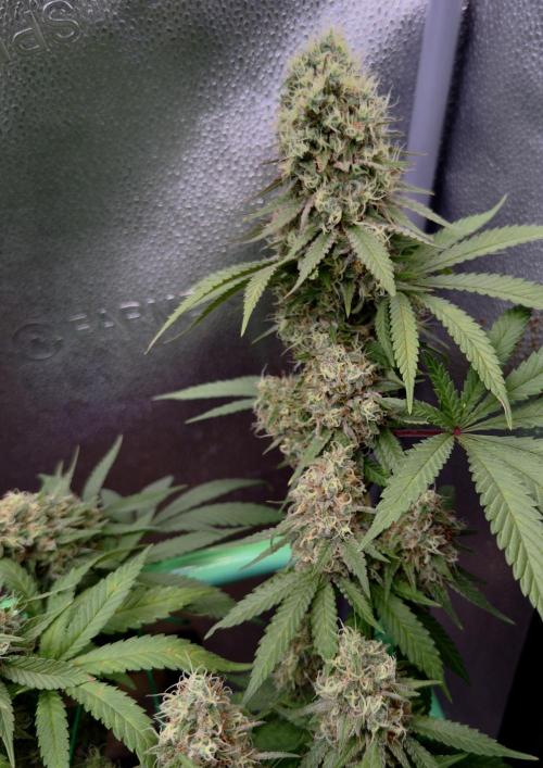 Pure skunk Go Fast. Week 15