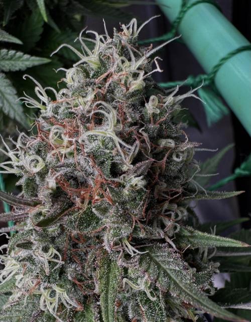 Pure skunk Go Fast. Week 15
